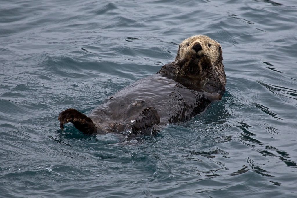 floating otter | Surface Float